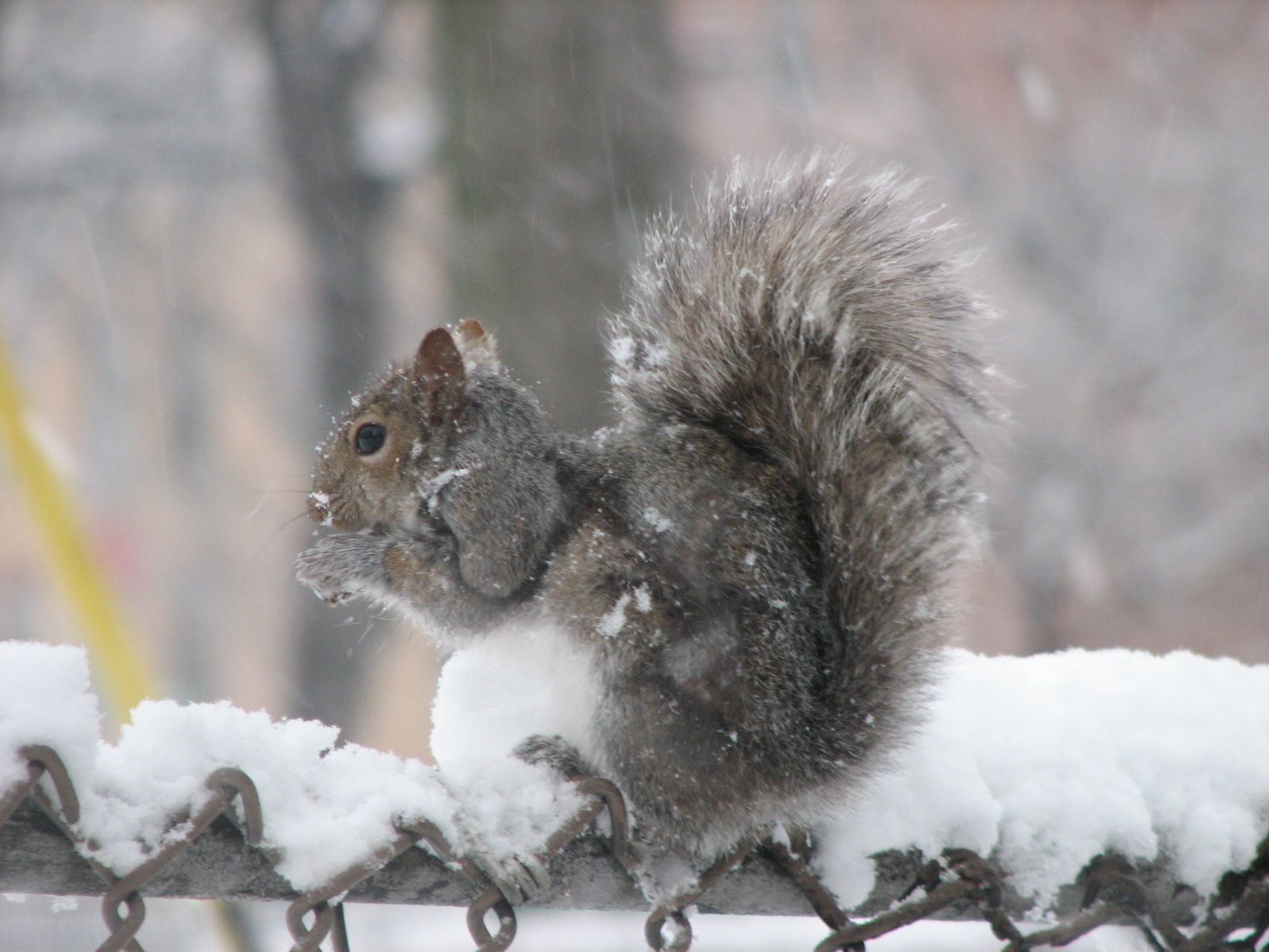 New York City SNOW DAY - February 10, 2010 - the squirrel