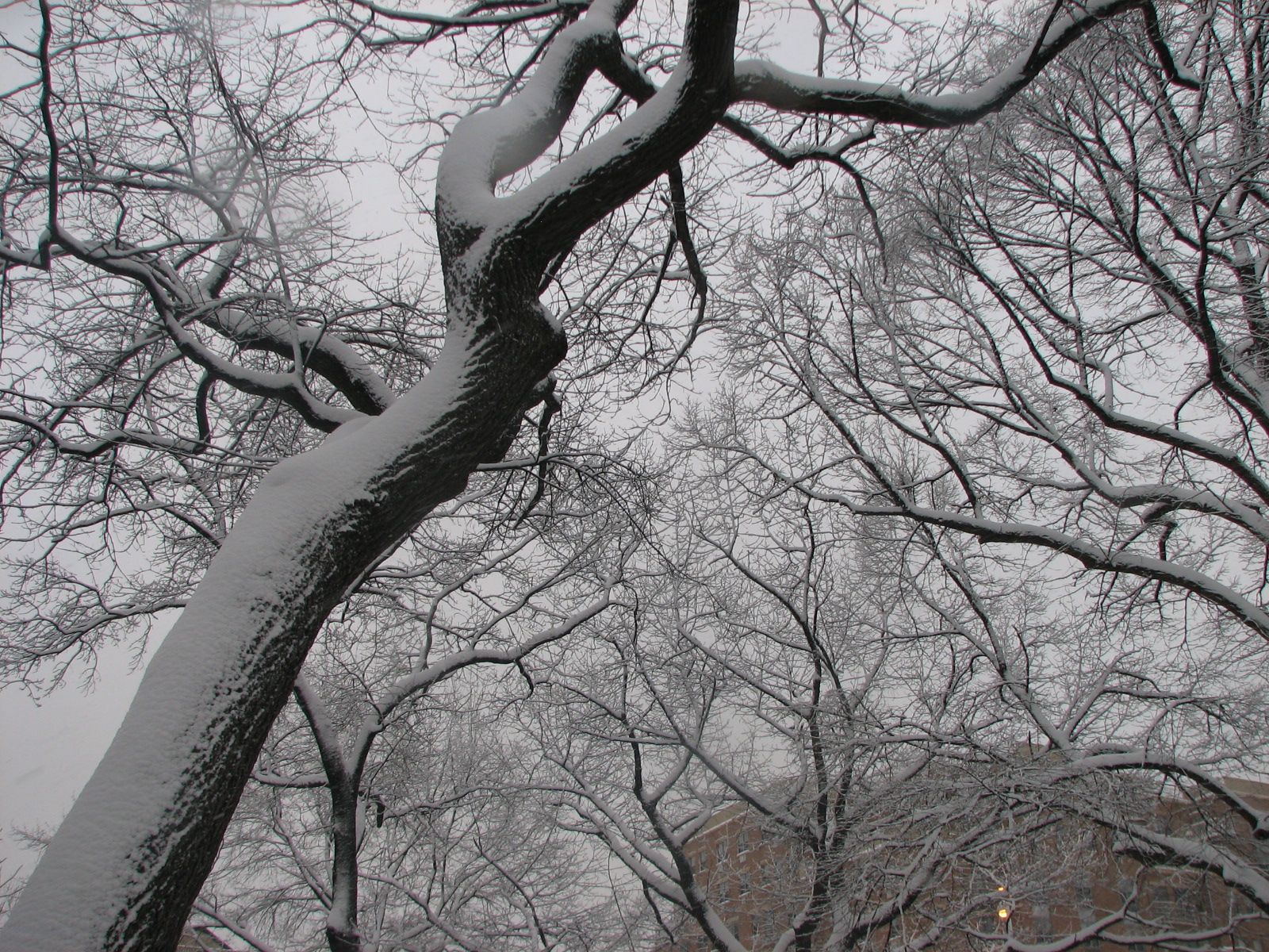 New York City SNOW DAY - February 10, 2010