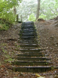 forest_climb_climbing_280189_h