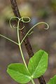 80px-Pea_tendrils.jpg