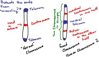 Chromosome sketch.JPG