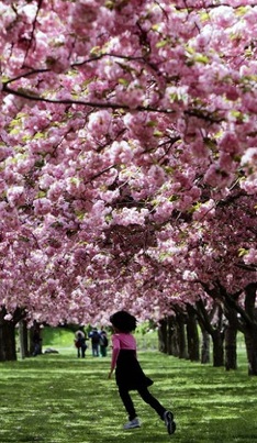 Cherryblossoms.jpg