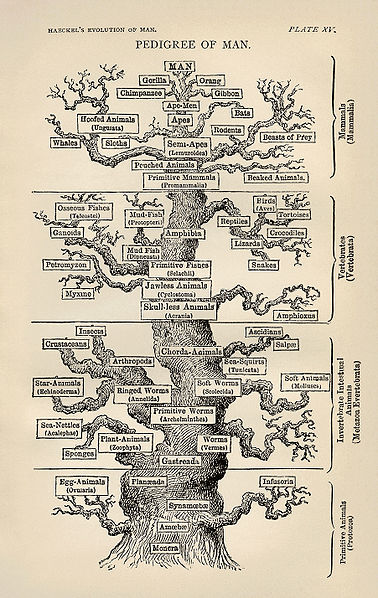 378px-Tree_of_life_by_Haeckel.jpg