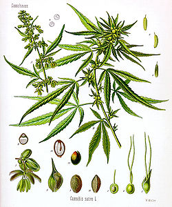 250px-Cannabis_sativa_Koehler_drawing.jpg