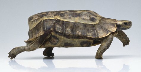 Hingeback tortoise.jpg