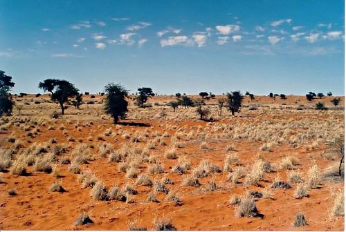 Kalahari Desert.jpg