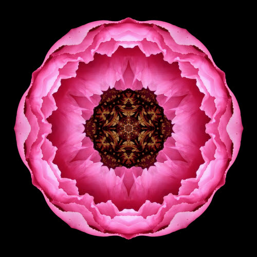 flower mandala -- pink peony1.jpg