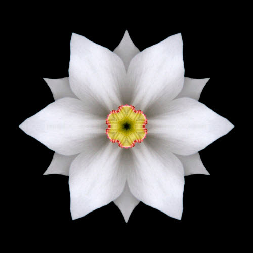 Flower Mandala -- Daffodil.jpg
