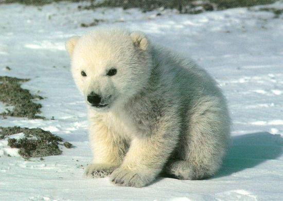 polar baby.jpg