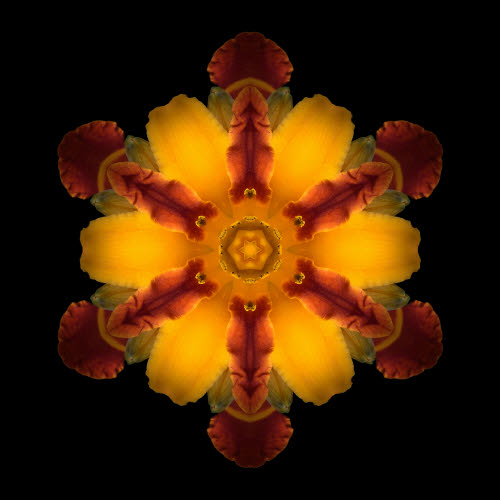 flower mandala -- yellow daylily II.jpg