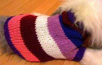 Striped dog sweater.jpg