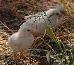 baby chicks 3.jpg