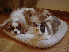 dog & cat.jpg