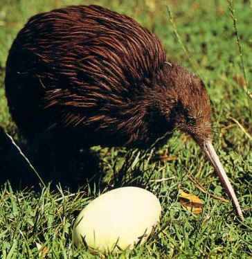 kiwi.jpg