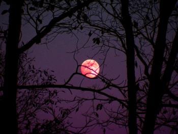 pink moon