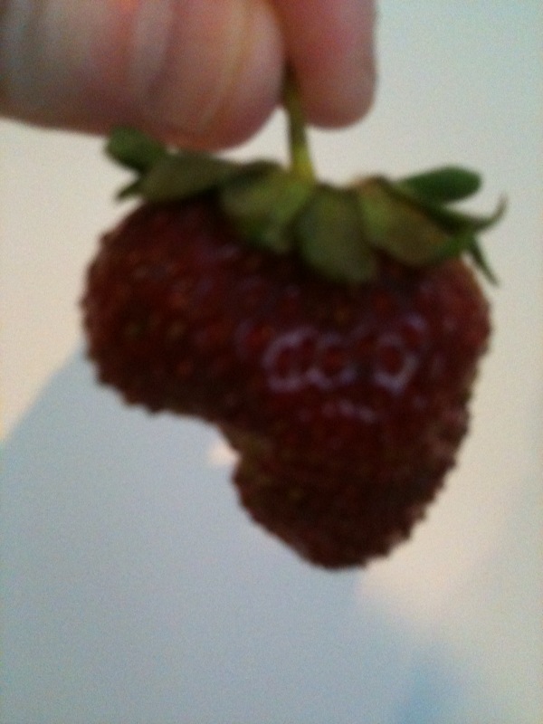 africa strawberry.jpg