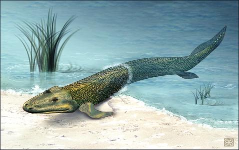 Tiktaalik_roseae_life_restor.jpg