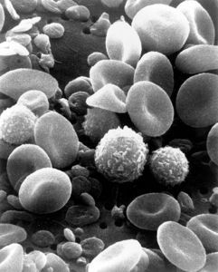 Thumbnail image for 482px-SEM_blood_cells.jpg