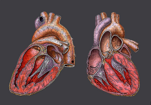 Newly Discovered Genetic Link Sheds Light on Evolution of the Four Chamber  Heart - Science and the Sacred