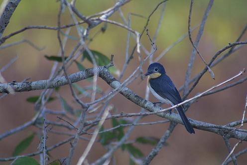 broad-billed_flycatcher.jpg