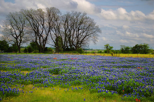 wildflowers.jpg