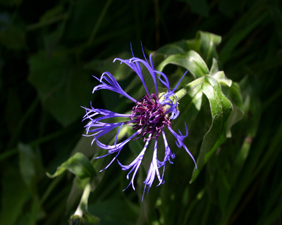 Thumbnail image for purple-flower_1402wp2.jpg