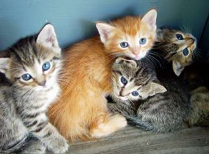 4_Kittens