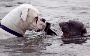 Seal saves dog from drowning