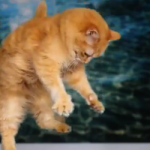 Watch the Hovercat