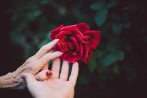 hand-rose-petal