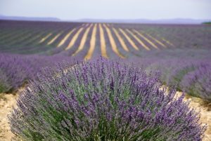 provence-valensol-lavender-perfume