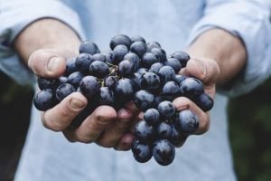 grape-fruit-hold