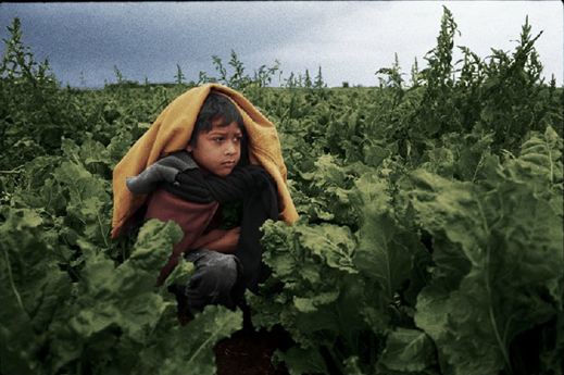 child farm worker 2