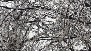 icy winter branches