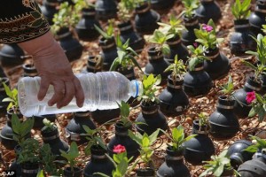 Palestinian woman growing flower in gas bomb1