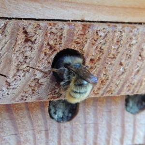 red mason bee  via wikimedia