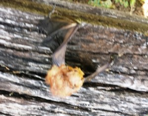 dead bat 2