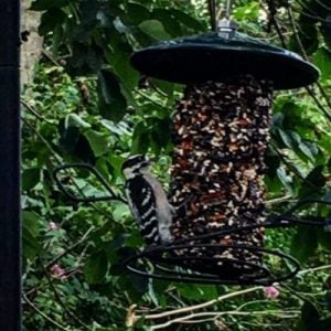 birds and happiness