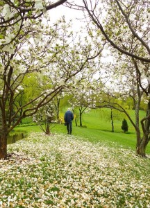 Walking through fallen Magnolia petals