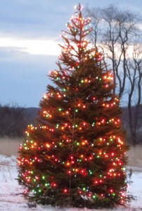 christmas tree 2013 lit