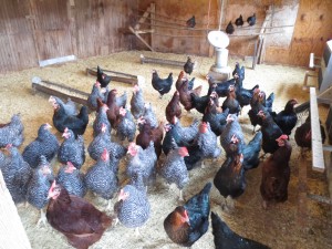 The MCS chickens that produce dozens of eggs daily 