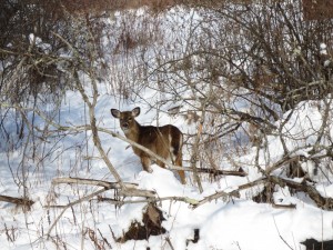 A deer, dressed in a cozy fur coat, near our home in New York