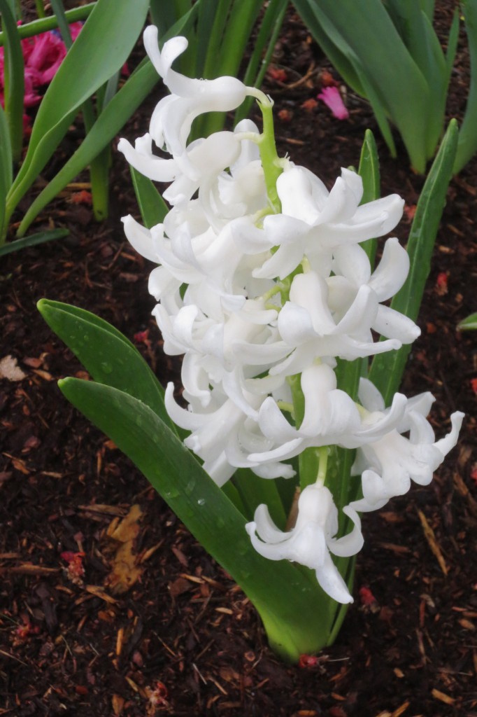 hyacinth in Seattle