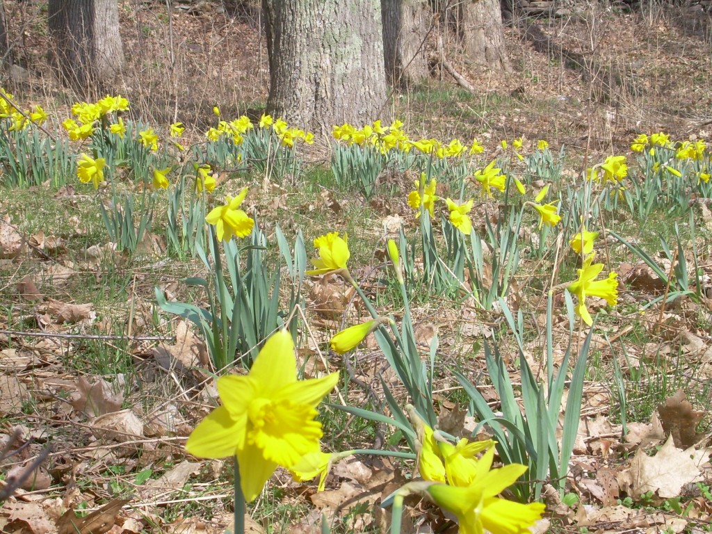 daffodils.2