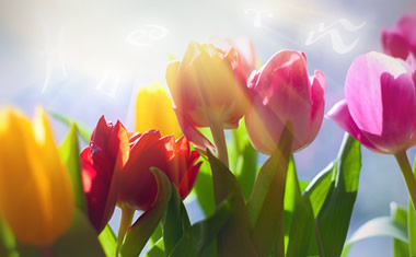 flowers-tulips-380x235