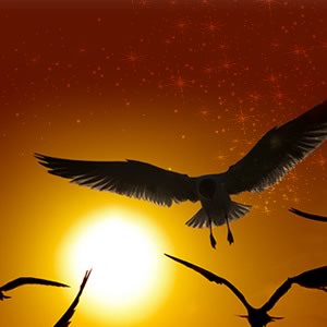 bird-sunset-300x300