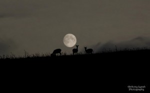 harvest-moon-deer-ireland