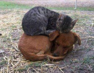 cat-sleeping-on-dog