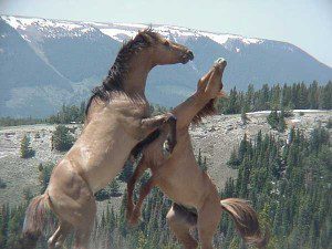 Feral_stallions_fighting-_Pryor_Mountain_Wild_Horse_Range_-_Montana