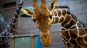 Copenhagen Zoo's giraffe Marius
